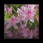 Pink Azaleas Magnet