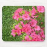 pink azaleas flowers, pink azaleas, flowers,