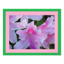 Pink Azaleas Photograph