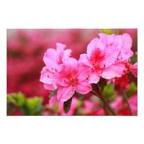 Pink Azaleas Photographic Print