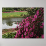 Pink Azaleas Poster posters