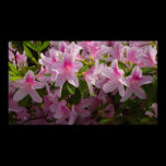Pink Azaleas Poster Print