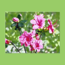 Pink Azaleas Spring Field Photo Art postcards