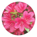 Pink Azaleas Round Stickers
