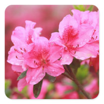 Pink Azaleas Stickers