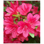 Pink Azaleas t-shirts