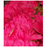 Pink Azaleas t-shirts