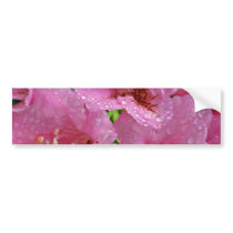Pink Azaleas W/ Dewdrops flowers Bumper Stickers
