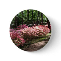Pink Azaleas Woodland Path