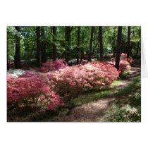 Pink Azaleas Woodland Path