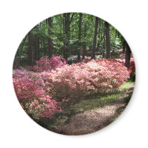 Pink Azaleas Woodland Path