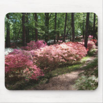Pink Azaleas Woodland Path