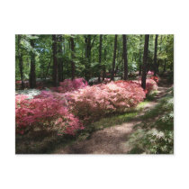 Pink Azaleas Woodland Path