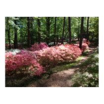Pink Azaleas Woodland Path