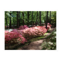 Pink Azaleas Woodland Path Poster