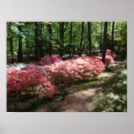 Pink Azaleas Woodland Path posters