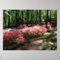 Pink Azaleas Woodland Path Print