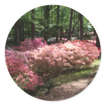 Pink Azaleas Woodland Path