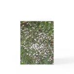 baby's breath, flowers, nc, nature,