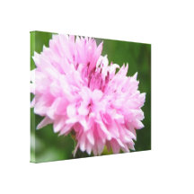 Pink Bachelor Button Canvas Print