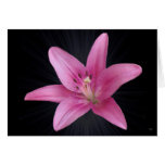 Pink Back Yard Floral Greeting Cards