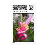 Pink Banana Blossom Postage