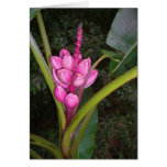 Pink Bananas Card
