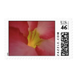 pink_beauty_ (19) postage
