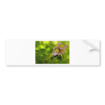 Pink Beauty Bumper Sticker