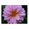 Pink Beauty cards