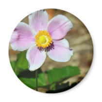 Pink Beauty magnets