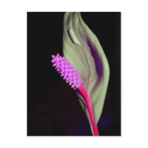 Pink beauty post card