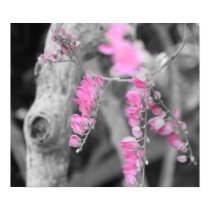 Pink Beauty posters