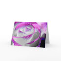 Pink Beauty Rose cards