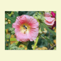 Pink Bee postcards