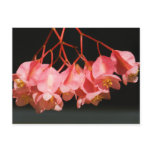 begonia flowers, begonia angel wing, begonia angel