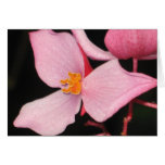 card, begonias, pink begonia, begonia, cards,