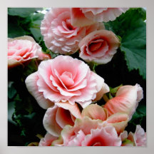 Pink Begonia Flower Prints