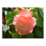 begonia, flower, pink, beautiful, pretty
