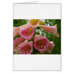 Pink bell flowers greeting card