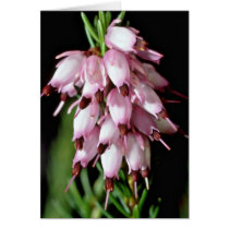Pink Bell-Shaped Cluster flowers Greeting Card