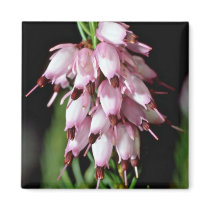 Pink Bell-Shaped Cluster flowers Refrigerator Magnet