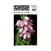 Pink Bell-Shaped Cluster flowers Postage Stamp