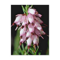 Pink Bell-Shaped Cluster flowers Post Cards