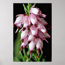 Pink Bell-Shaped Cluster flowers Posters