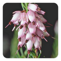 Pink Bell-Shaped Cluster flowers Sticker