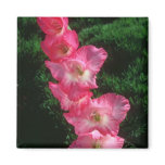 dark, pink, shocking, carmine, flowers,
