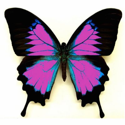 Pink Black and Blue Butterfly For A Friend Cut Outs by design girl