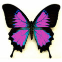 Pink Black and Blue Butterfly For A Friend photo sculptures by design_girl Pink Black and Blue Butterfly For A Friend photo sculptures