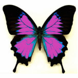 Pink Black and Blue Butterfly For A Friend Cut Outs